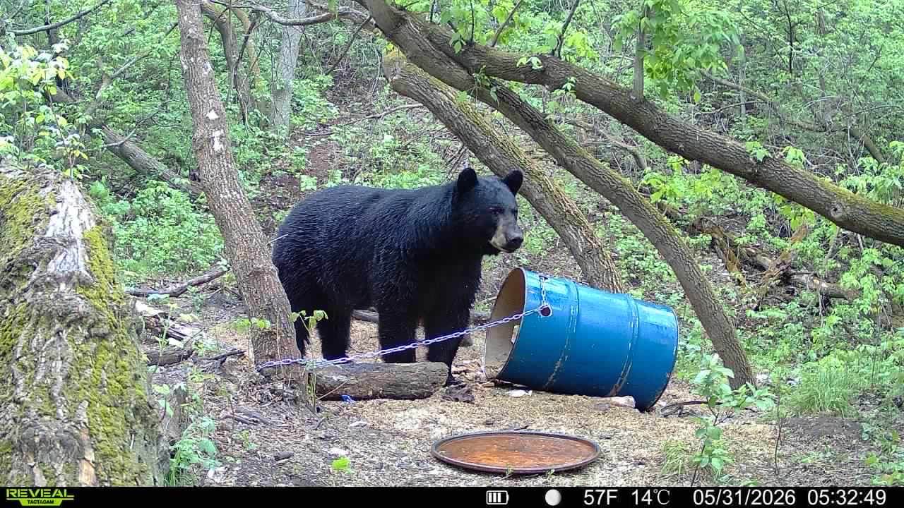 A big spring black bear at a Bear & Beyond bait site