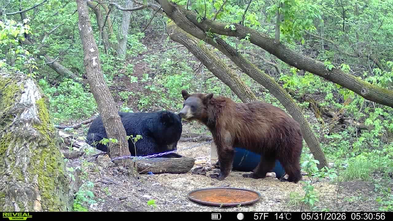 A black bear at a Saskatchewan bait site