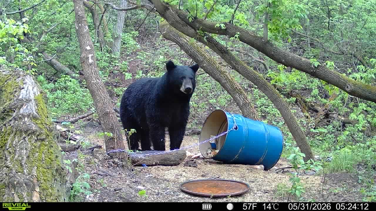 A black bear at a Saskatchewan bait site