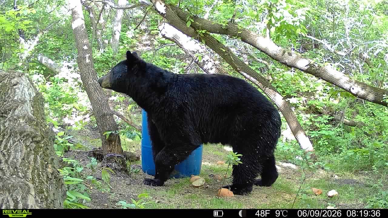 A big black bear over a bait barrel