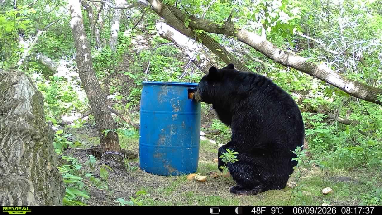 A black bear at a bait barrel