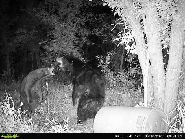 Two bears at a bait site at night, caught on trail camera