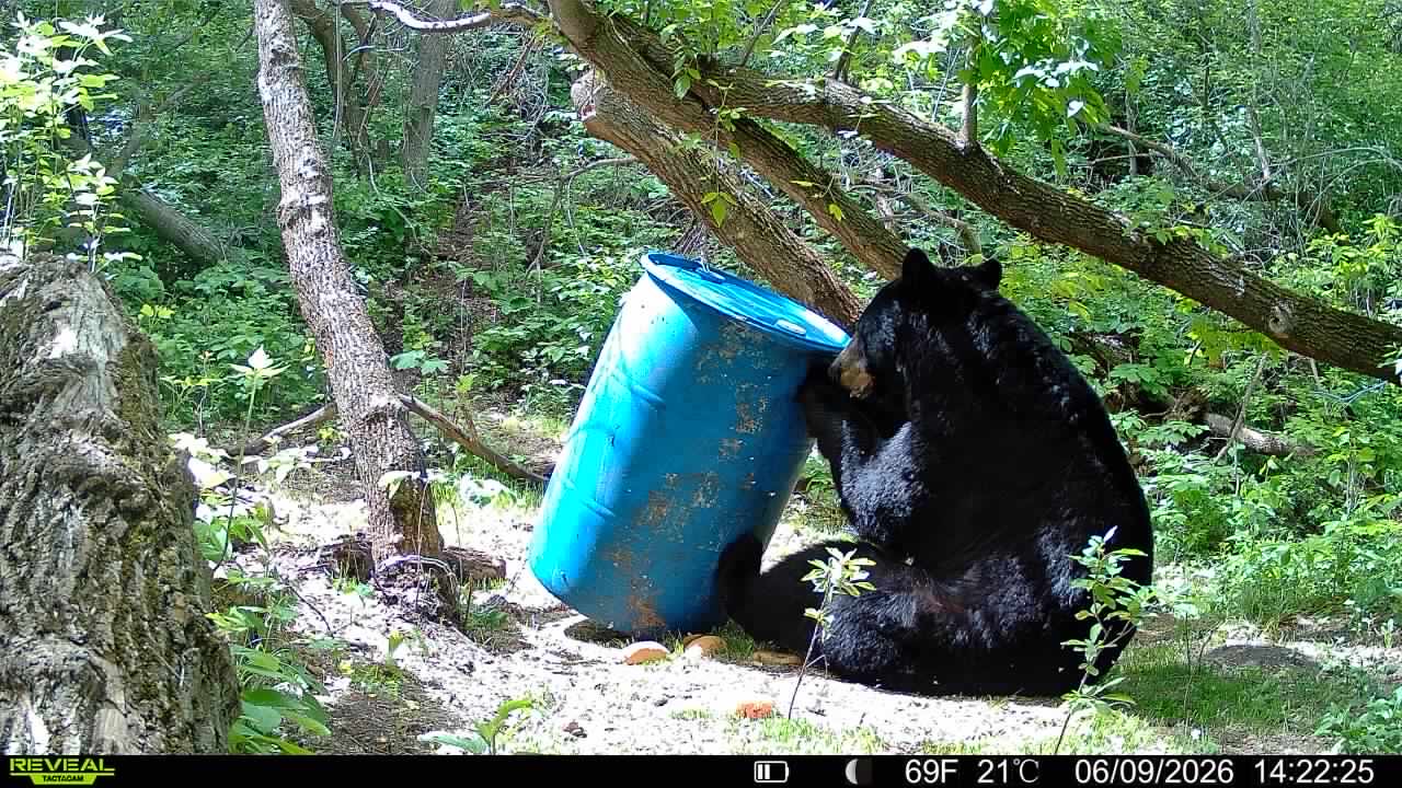 A black bear at a bait barrel