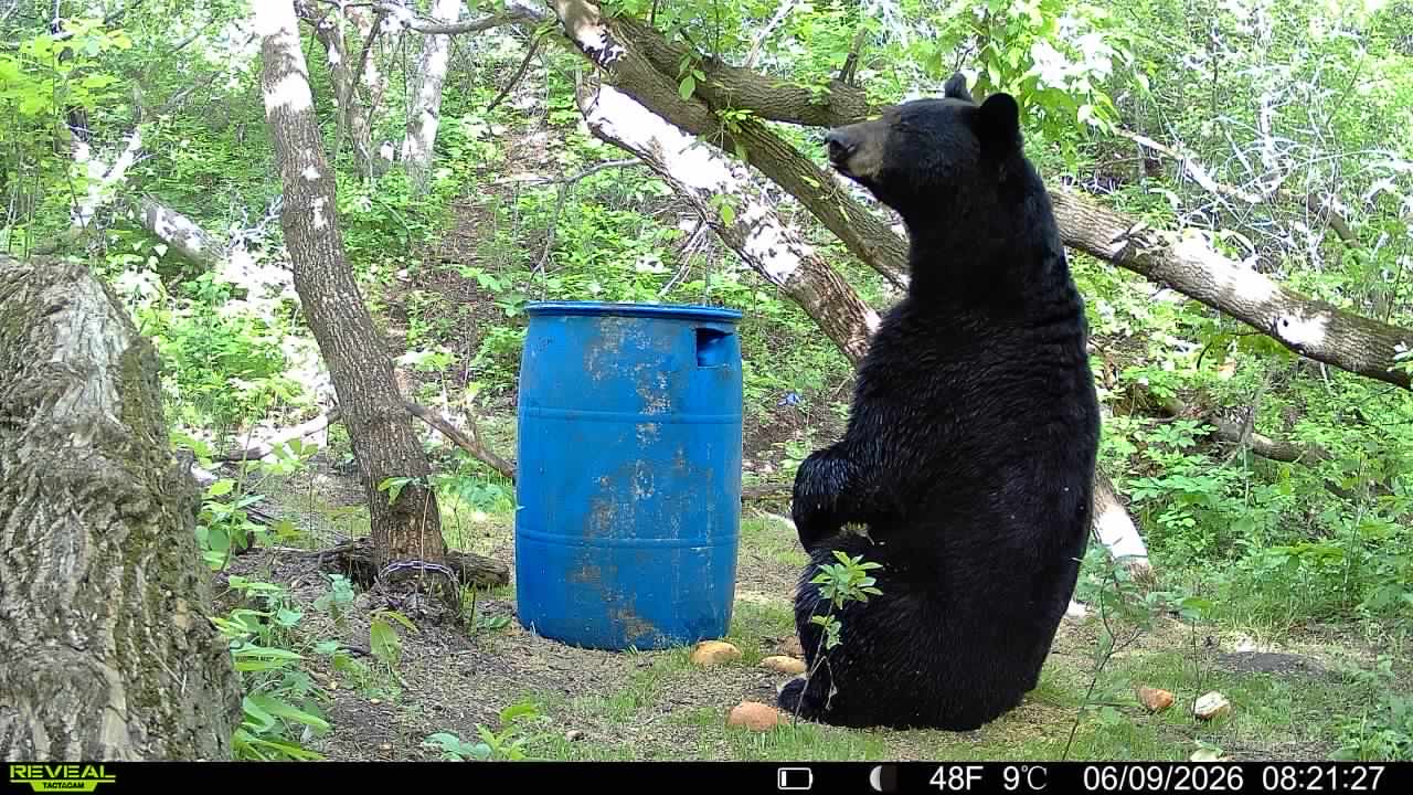 A black bear at a Saskatchewan bait site