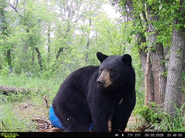 A large black bear at a Bear & Beyond bait site in Saskatchewan