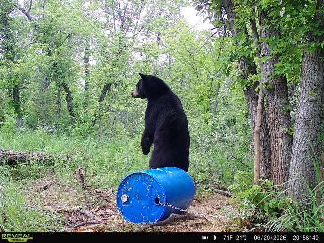 A black bear standing upright at a bait site