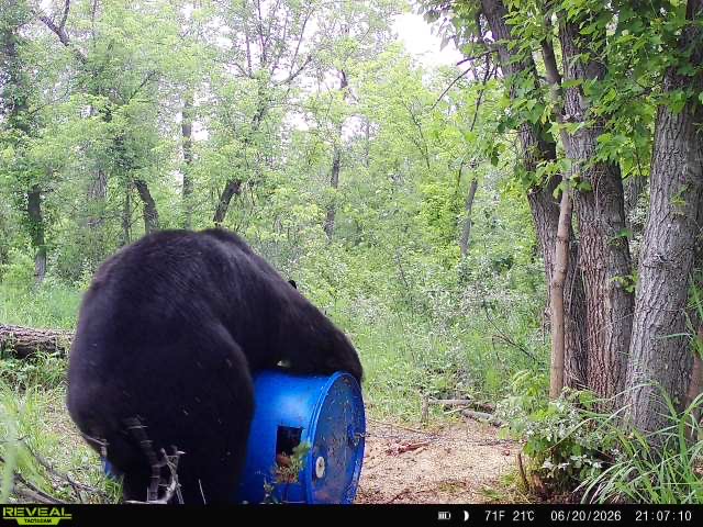 A black bear at a bait site