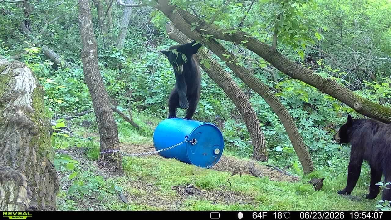 Two bears at a bait barrel in green timber