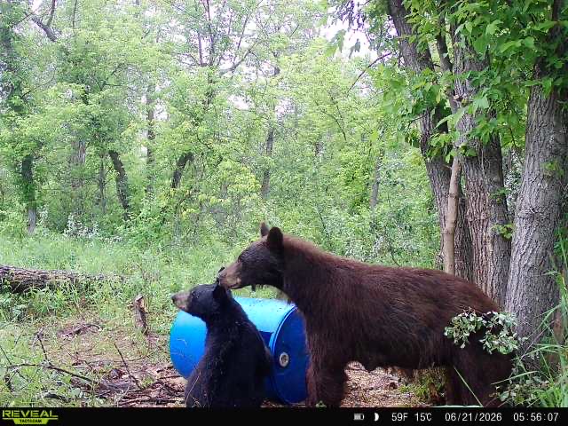 A black bear at a Saskatchewan bait site
