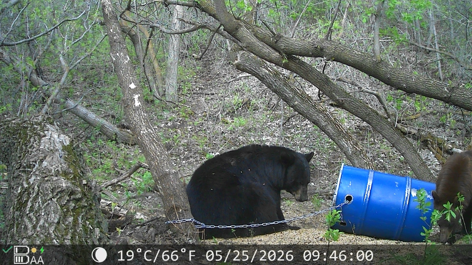 A black bear at a bait barrel