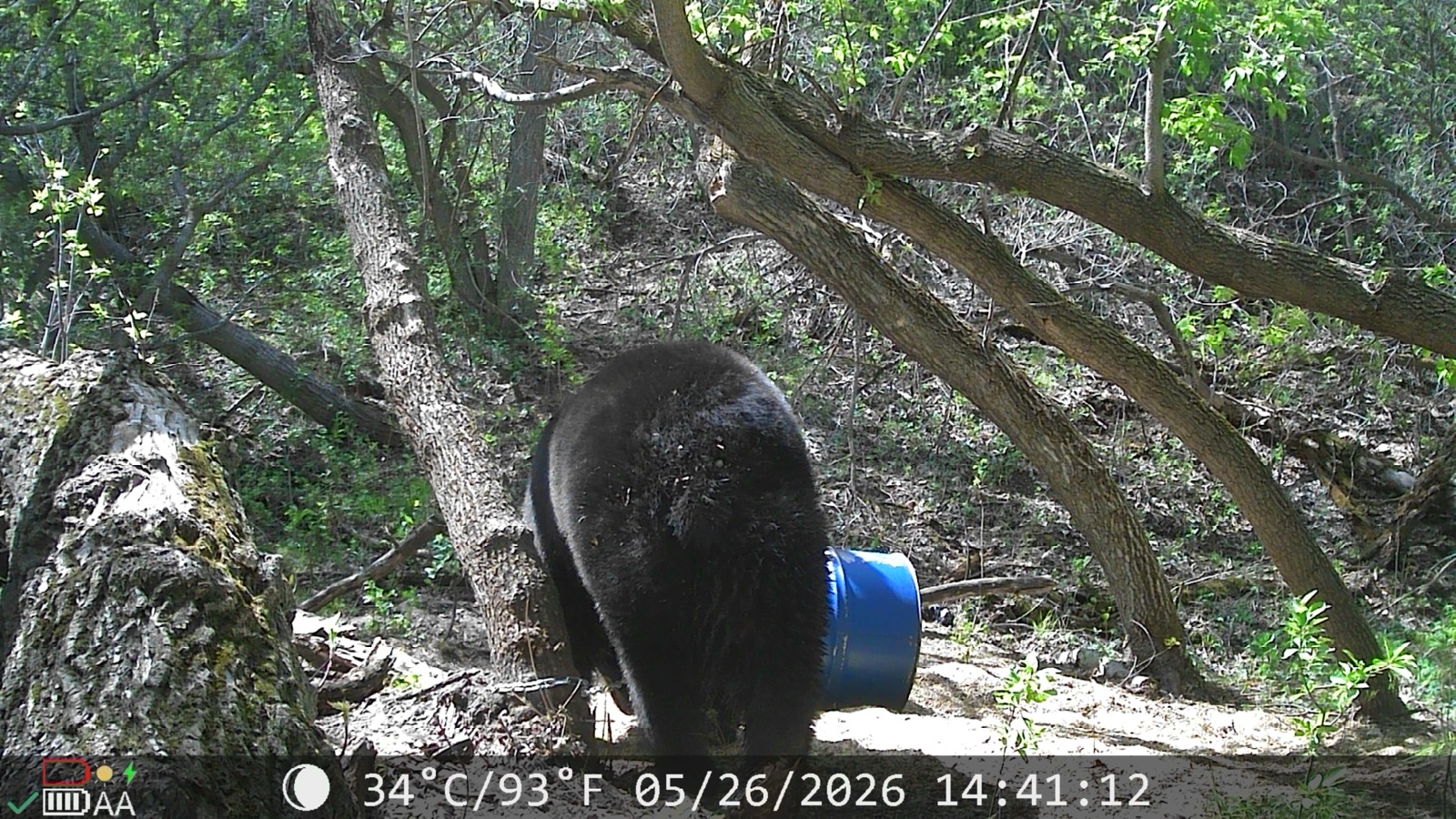 A bear in daylight