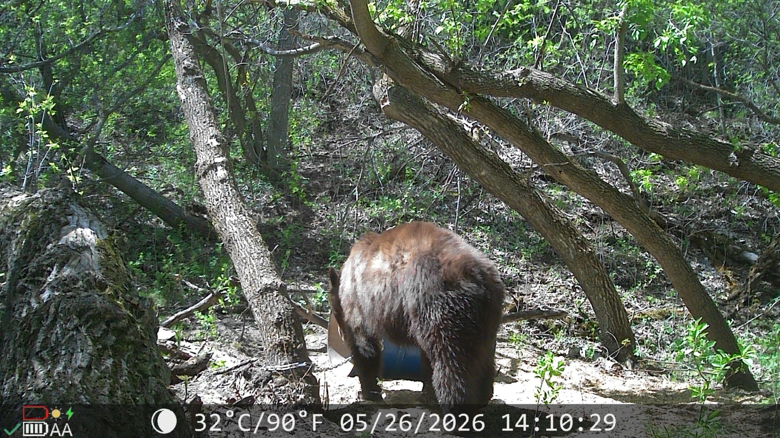 A cinnamon color-phase bear