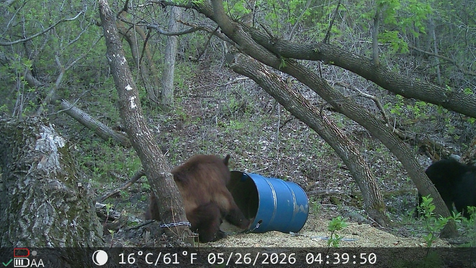 A color-phase bear cub in spring timber