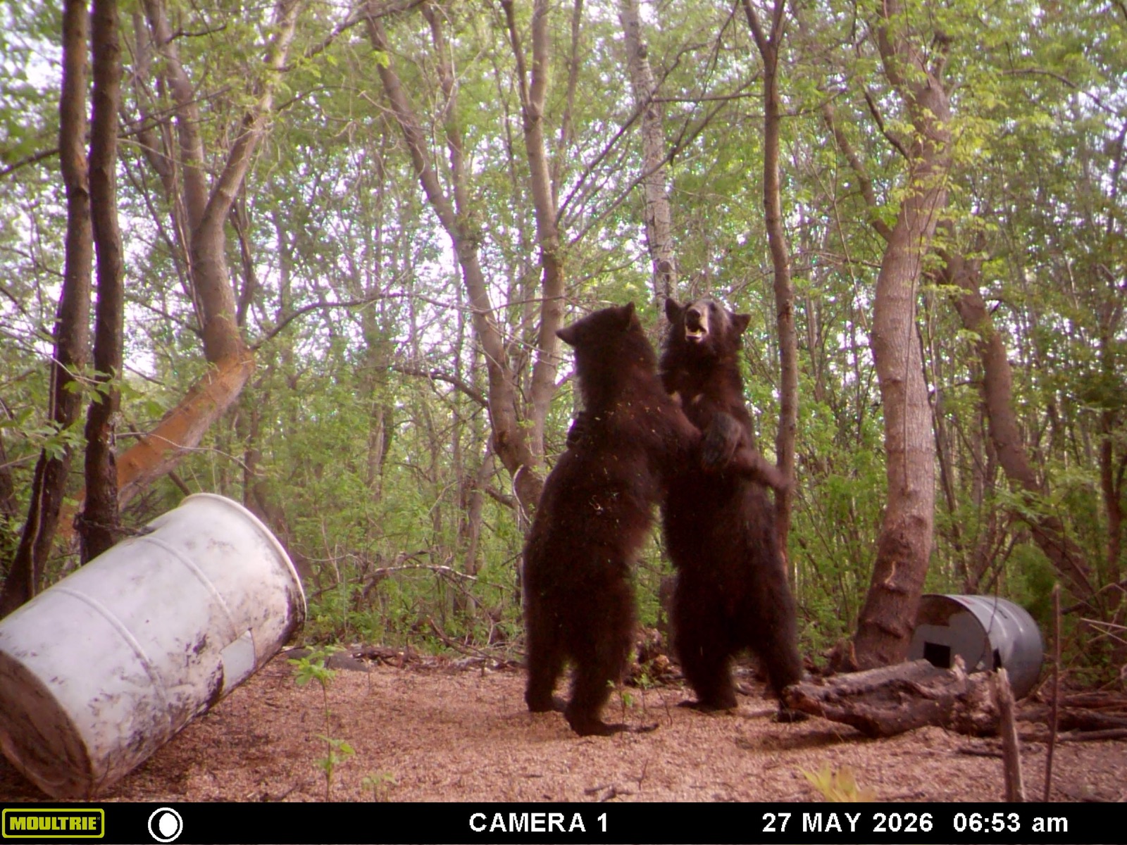 A bear at a Bear & Beyond bait site in Saskatchewan