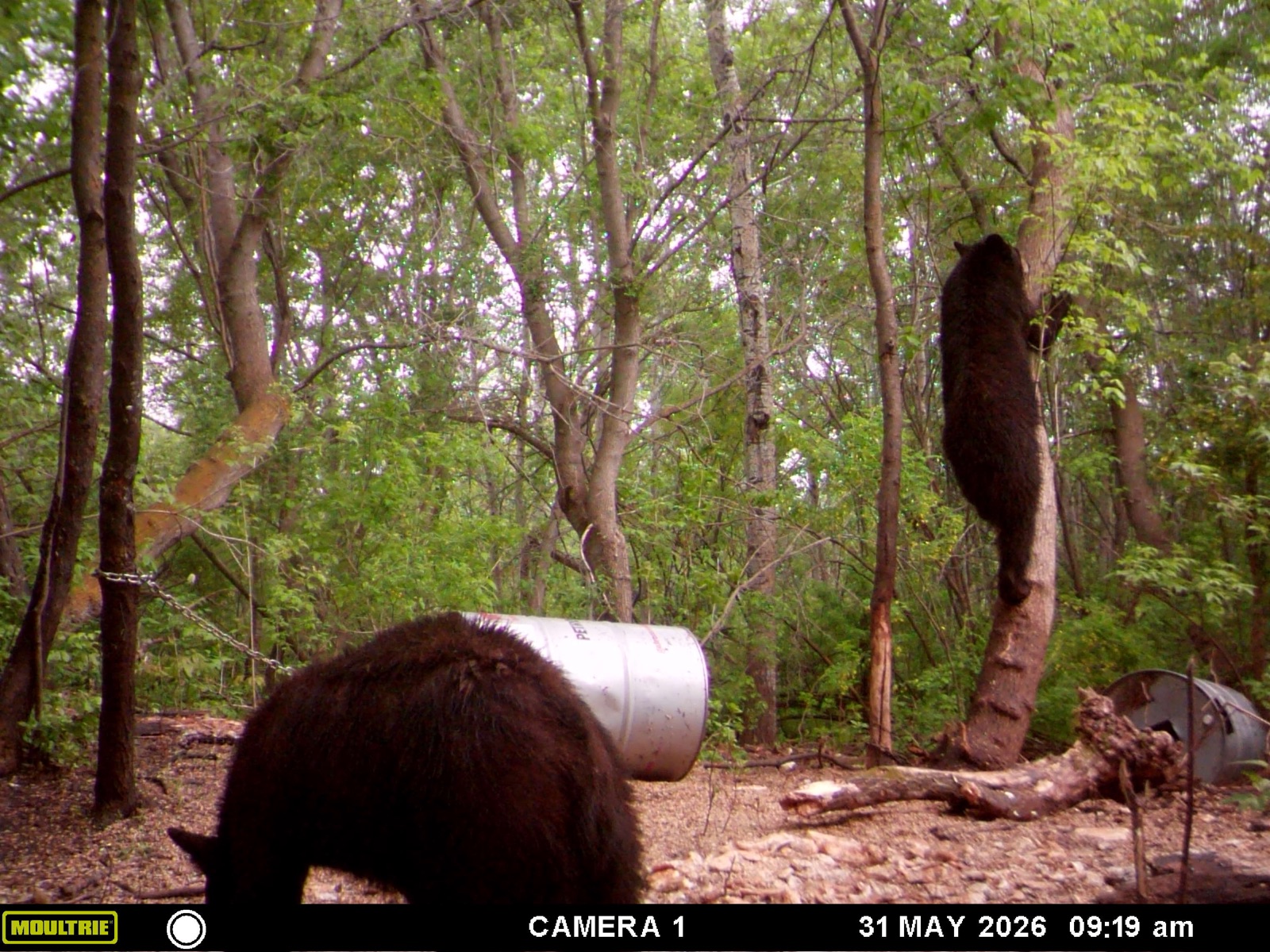 A black bear working a bait site