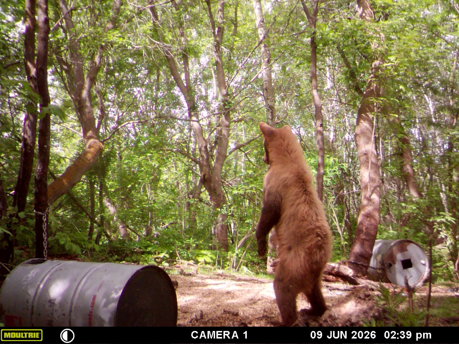 A color-phase cinnamon bear standing in Saskatchewan forest