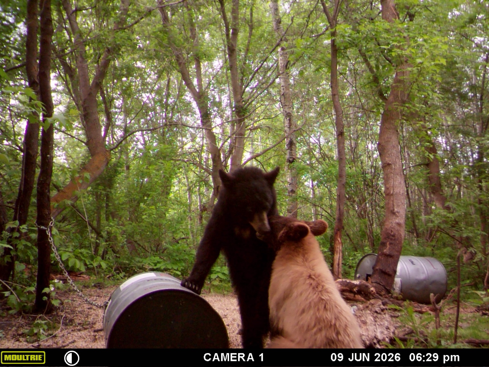 A black bear and a color-phase bear at a bait barrel